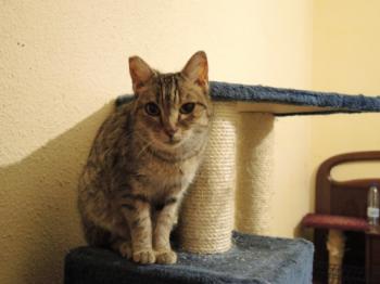 Tigra Bild von Tigra