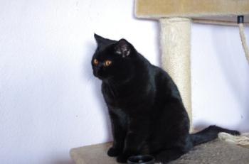 Bild von Chin-Chin