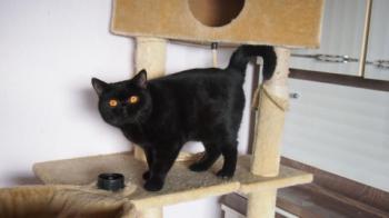 Bild von Chin-Chin