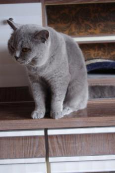 Mia´s Helmi Bild von Mia´s Helmi