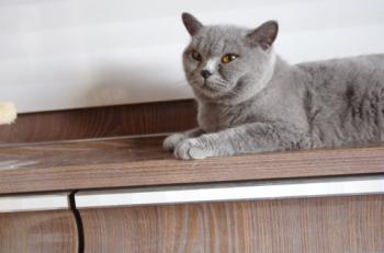 Mia´s Helmi Bild von Mia´s Helmi