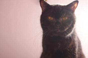 Lady Jule - Luisa Bild von Lady Jule-Luisa