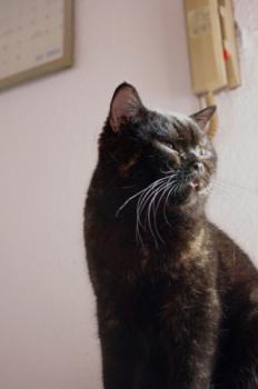 Lady Jule - Luisa Bild von Lady Jule-Luisa