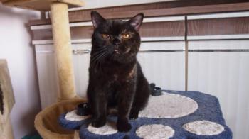 Lady Jule - Luisa Bild von Lady Jule-Luisa