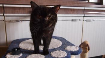 Lady Jule - Luisa Bild von Lady Jule-Luisa