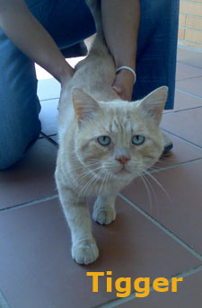 Tigger Bild von Tigger