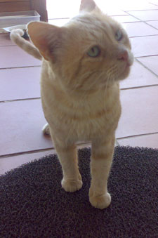 Tigger Bild von Tigger