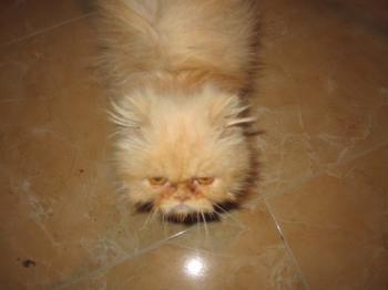 Georgie Bild von Georgie