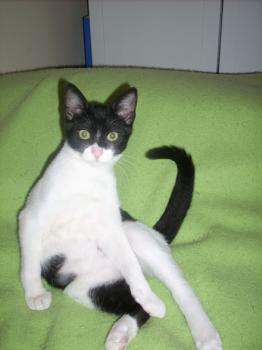 Paria Bild von Anton