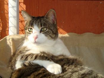 Bild von Mico