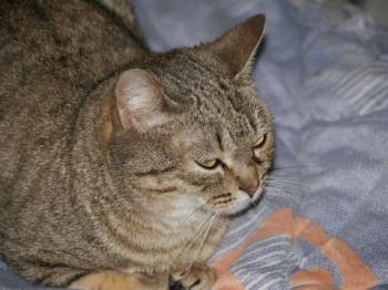 Inga Bild von Inga