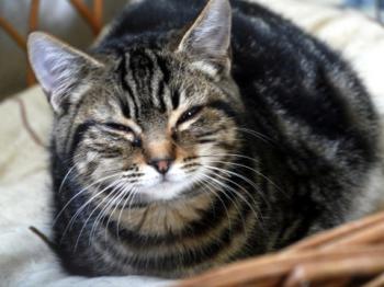 Ohne Namen 5276 Bild von Obelix