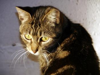 Tiki-Tike Bild von Tiki-Tike
