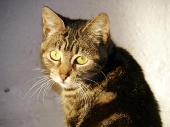 Tiki-Tike Bild von Tiki-Tike
