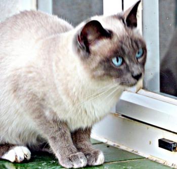 Lilly Bild von Lilly