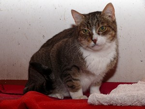 Txulla Bild von Txulla