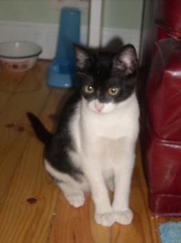 Paria Bild von Anton