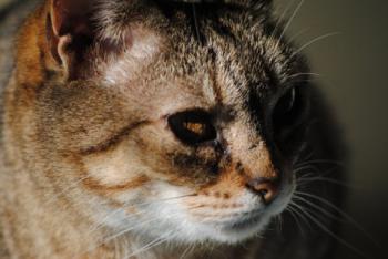 Migoya Bild von Migoya