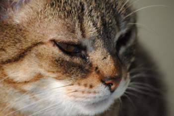 Migoya Bild von Migoya