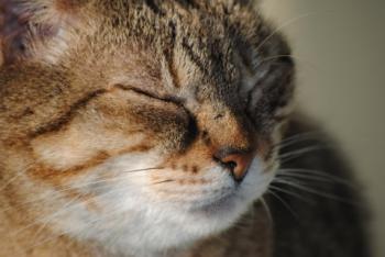 Migoya Bild von Migoya