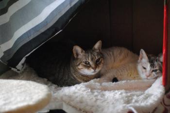 Migoya Bild von Migoya