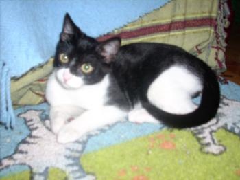 Paria Bild von Anton