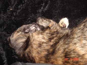 Loulou Bild von Katrina