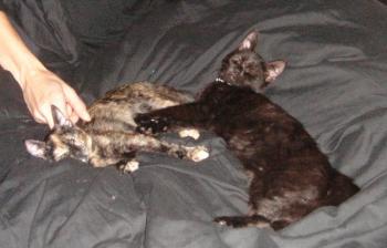 Loulou Bild von Katrina