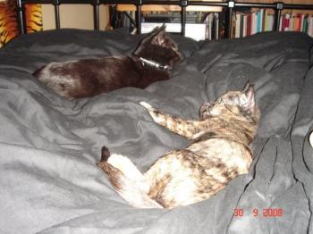 Loulou Bild von Katrina