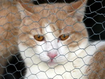 Pascha Bild von Pascha