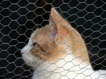Pascha Bild von Pascha
