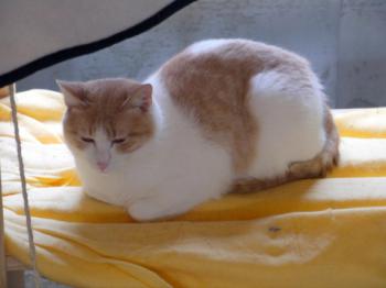 Pascha Bild von Pascha