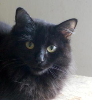 Caritina Bild von Caritina