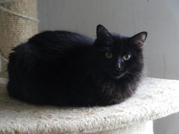 Caritina Bild von Caritina