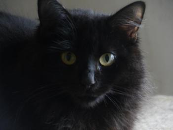 Caritina Bild von Caritina