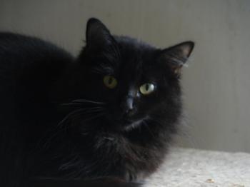 Caritina Bild von Caritina