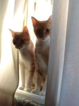 Pipa Bild von Pipa