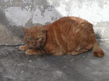 Garfield Bild von Snoopy