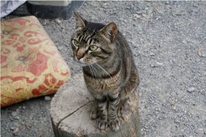 George Bild von George