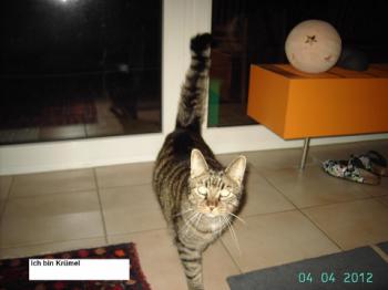 Krümel Bild von Krümel