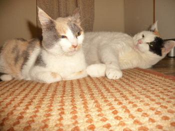 Amelie in der neuen Familie Bild von Amelie
