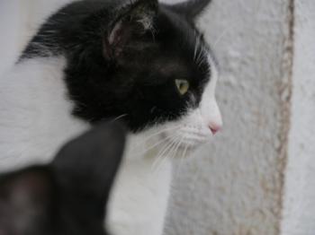 Ezequiel Bild von Ezequiel