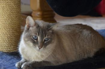 Fegasch Bild von Fegasch