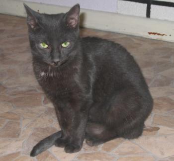 Lilith Bild von Lilith