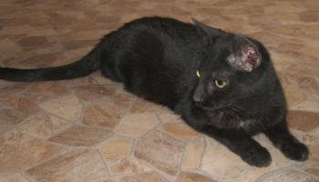 Lilith Bild von Lilith