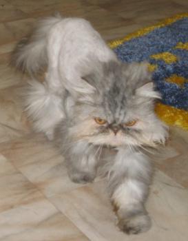 Minka Bild von Minka