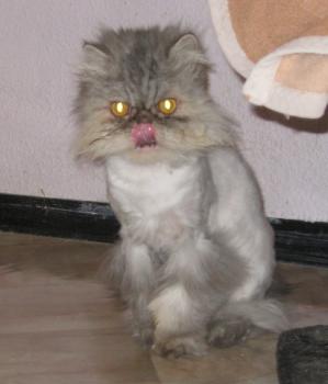 Minka Bild von Minka