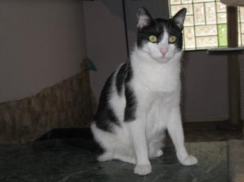 Pacheco Bild von Pacheco