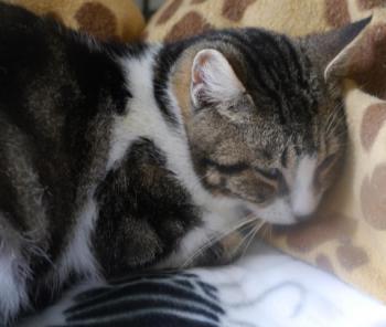 Milo Bild von Milo