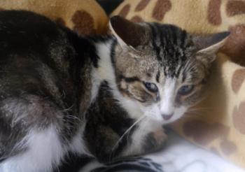Milo Bild von Milo